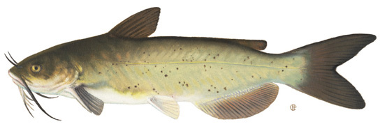 Yellow Cat Catfish, catch with this trotline